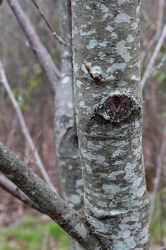 Red Alder Bark | Wild plants, Alder, Alder tree