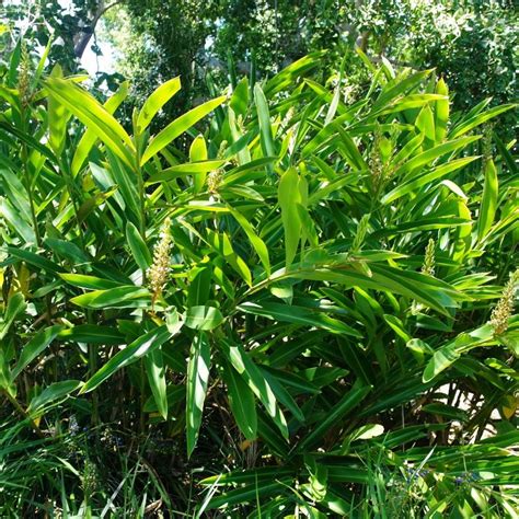 Alpinia caerulea – Divine Plants Online Shop