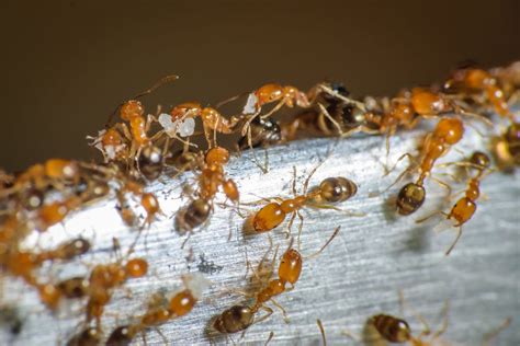 How do I get rid of Pharaoh Ants? | Magna Pest Solutions