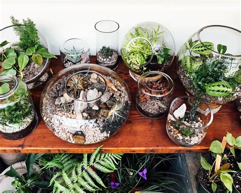 Terrarium Care: How To Care For Terrariums with Succulents, Cacti, Tropicals – Pistils Nursery