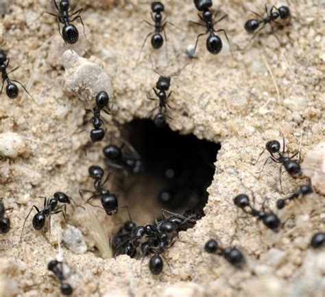 Ant Colony Structure