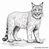 Lynx Coloring Pages  Free & Printable sketch template