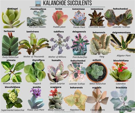 Kalanchoe Succulent Varieties with PICTURES | Suculent plants, Types of ...