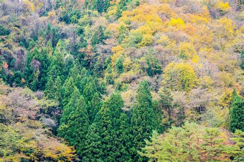 Forest on a mountain in autumn 2029667 Stock Photo at Vecteezy