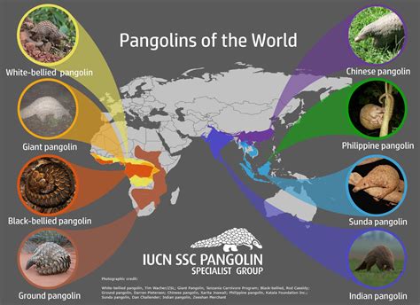 Sloth versus Pangolin - The Sloth Conservation Foundation