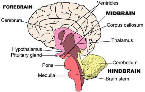 Diagram of Psychology Chp 2- Brain and it's functions | Quizlet