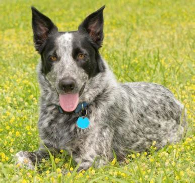 Texas Heeler Dog Breed Information | DogPack