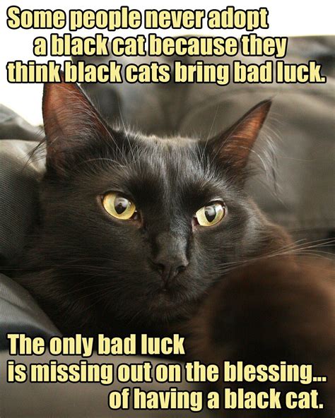 Black Cat Meme