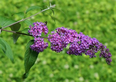 Purple butterfly bush free image download