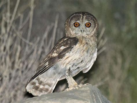 'Like nothing we had seen before': New species of owl discovered | The Independent