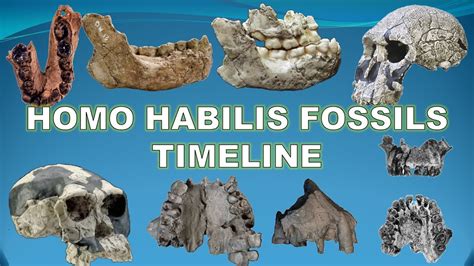 Jaw Structures Of Fossils Seems To Suggest That Three Homo