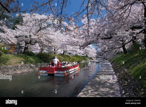 Matsukawa River and Cherry Blossoms, Toyama, Toyama, Japan Stock Photo ...