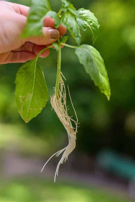 20 Vegetables You Can Re-Grow From Scraps | Small vegetable gardens, Vegetable garden for ...