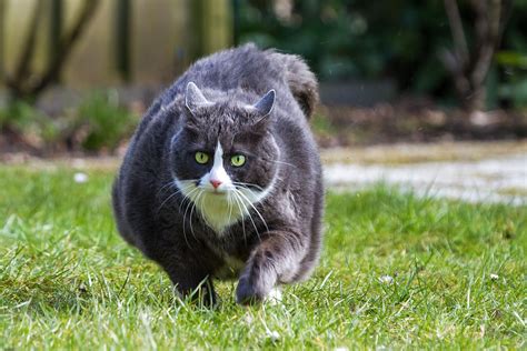 How To Help Your Obese Cat Lose Weight - Dr. Marty Pets