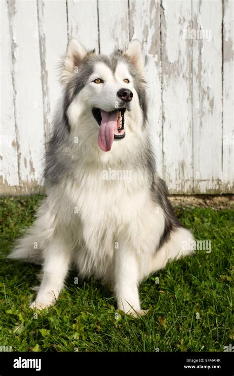 A portrait of a long haired Siberian Husky with white and gray markings with his tongue out ...