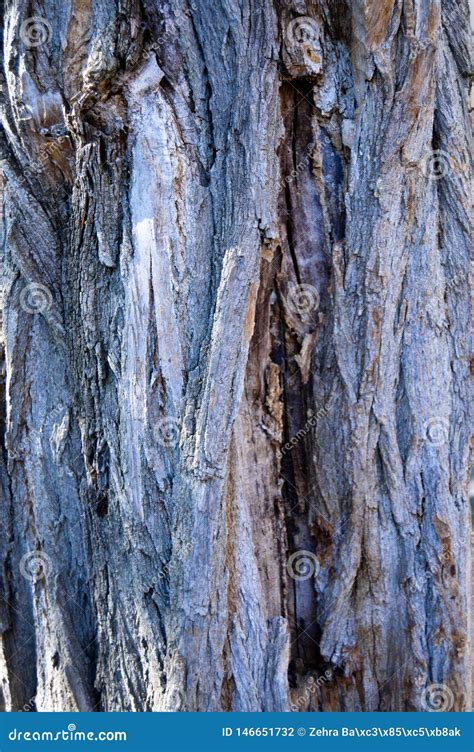 The Bark Of The Acacia, The Northern Side Of The Tree, The Green Royalty-Free Stock Image ...