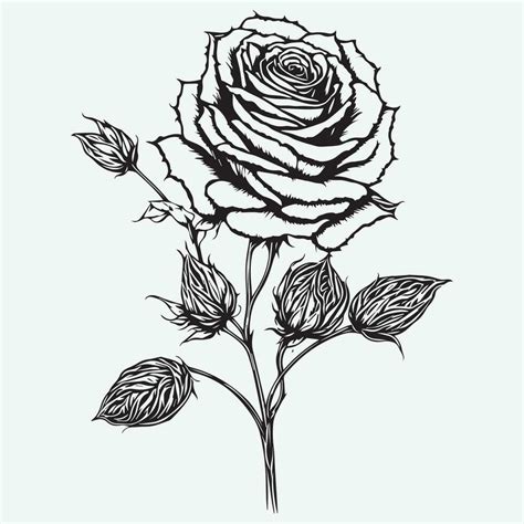 Hand Drawn Rose Black Outline Vector on White Background, Red Rose ...