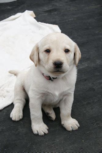 Labrador Retriever | a baby of Labrador Retriever | delta16v | Flickr