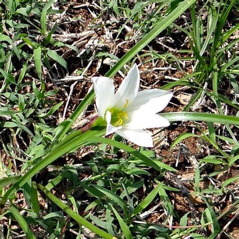 Zephyranthes candida for Sale online in EU directly from The Netherlands