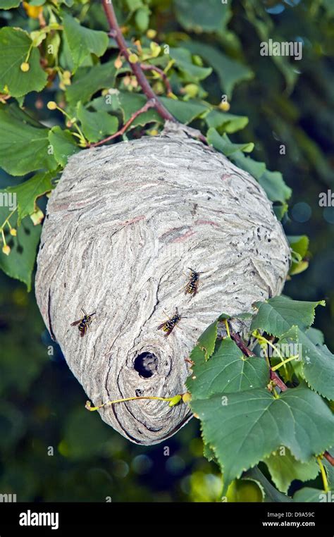 Yellowjacket, Wasp nest Stock Photo - Alamy