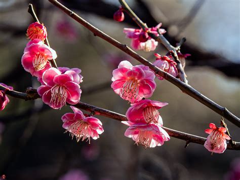 FROM THE GARDEN OF ZEN: Ume (Japanese apricot) flowers: Engaku-ji