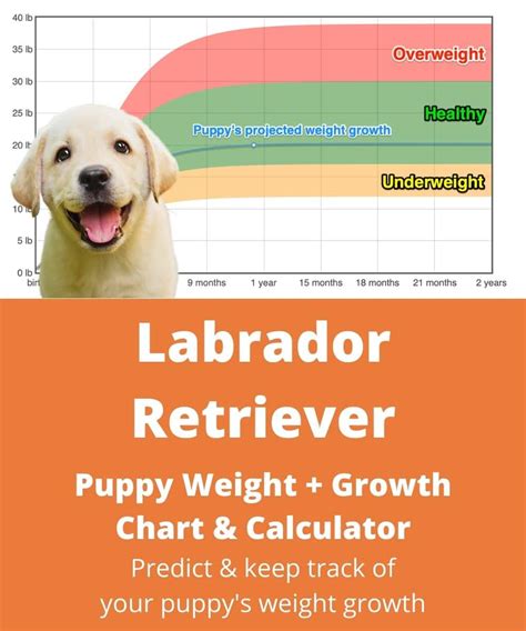 How Much Food Should A 10 Week Lab Puppy Eat - Puppy And Pets