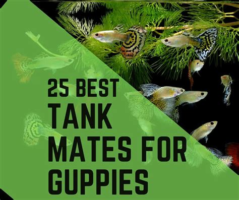 25 Guppy Tank Mates you can Join (With Images) - Guppy Fish Care