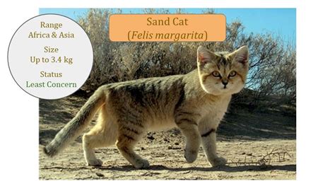 Sand Cat ~ Desert Cat ~ Felis margarita ~ Classification