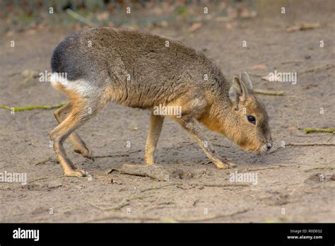 Patagonian mara pet hi-res stock photography and images - Alamy