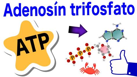 Adenosín trifosfato - ATP | Estructura, funciones, hidr... | Doovi