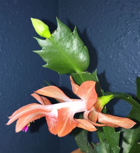 Peach color | Suculentas, Flores, Cactus