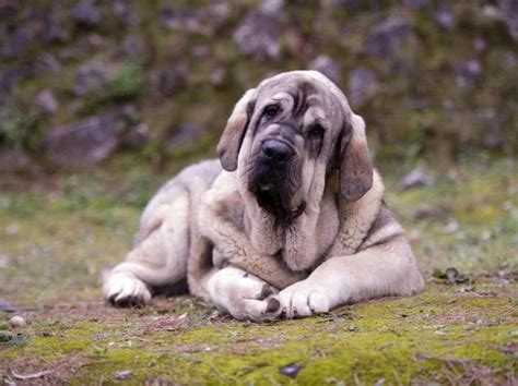 Spanish Mastiff Dog Breed Hypoallergenic, Health and Life Span | PetMD