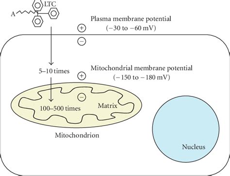 Illustration of mitochondrially targeted antioxidants. A generic ...