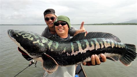 Thailand Giant Snakehead (Toman) And Wild Fishing.: Toman Season !!! Toman Fry !!! - Part 1 By ...