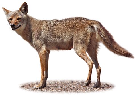 Coyote Facts | What Do Coyotes Eat | DK Find Out