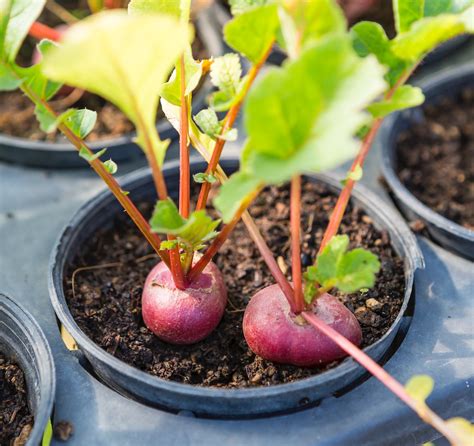 Growing Beets & The Best Varieties to Plant | Kellogg Garden Organics™