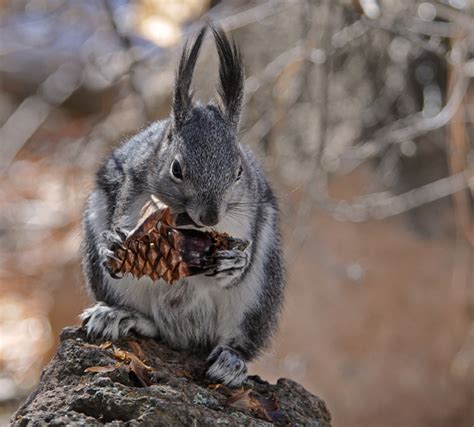 Abert's Squirrel - Bandelier National Monument (U.S. National Park Service)