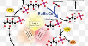 Pentose Phosphate Pathway Metabolic Pathway Calvin Cycle Ribulose 1,5 ...