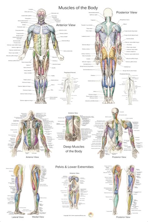 Muscle Anatomy Poster - Anterior, Posterior and Deep Layers