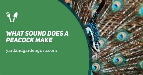 What Sound Does A Peacock Make