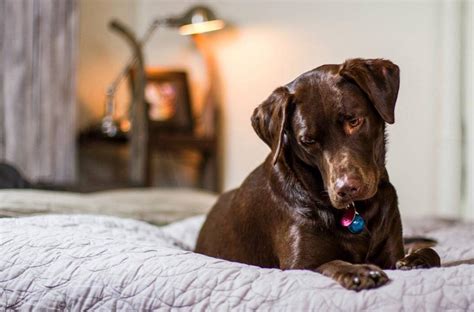 How to Harness the Power of Labrador Retriever Allergies In Humans ...