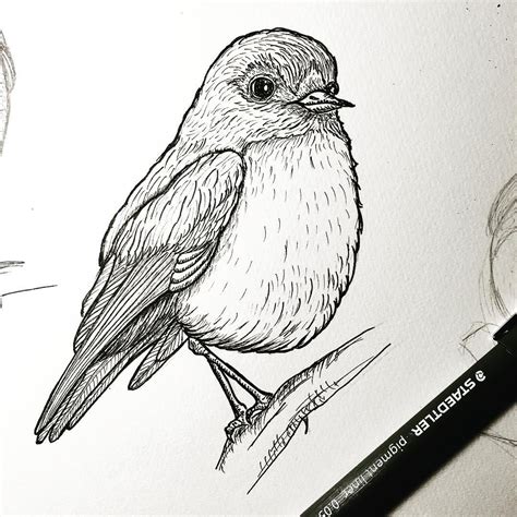 Instagram photo by @artbyfoxwong • May 10, 2016 at 3:30pm UTC | Bird sketch, Drawings, Black pen ...