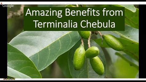 Terminalia chebula health benefits - YouTube