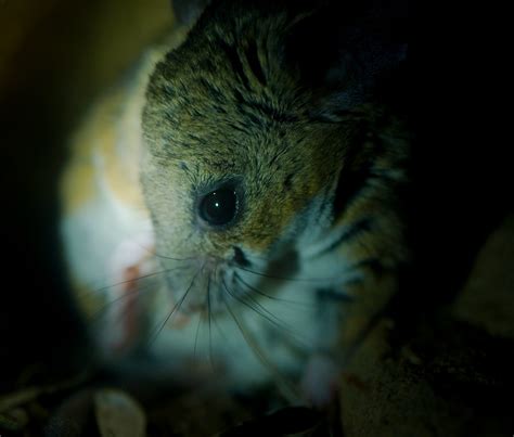 Cactus Mouse (Peromyscus eremicus) | Starmind Conservation