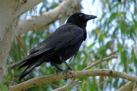 Torresian Crow (Corvus orru)