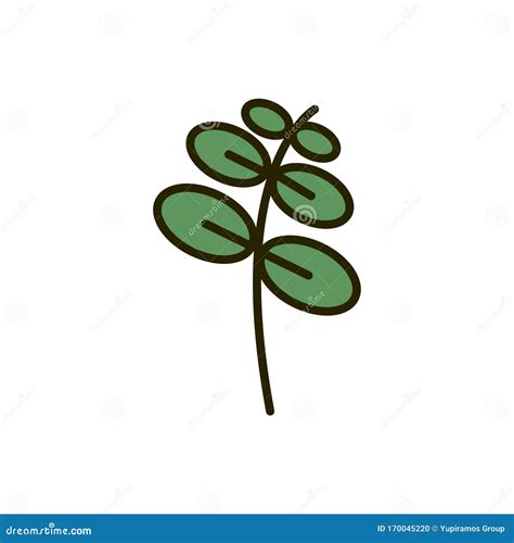 Branch Leaves Foliage Nature Drawing Stock Vector - Illustration of vector, floral: 170045220