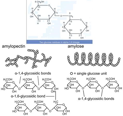 Why does amylopectin have a branched structure?