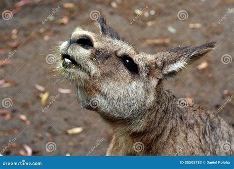 Kangaroo head detail stock image. Image of macropod, kangaroo - 35505783