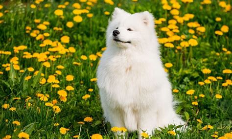 Great Pyrenees vs Samoyed Breed Comparison | BeChewy