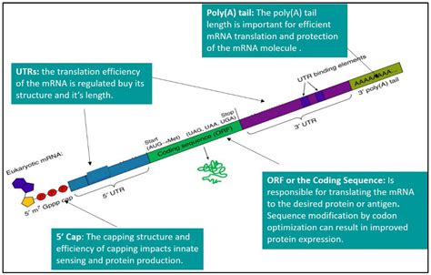 Mrna Structure